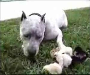Pitbull with Chicks