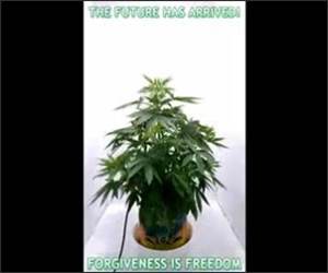 Plant Grow Time Lapse