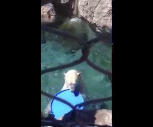 Polar Bear Funny Video