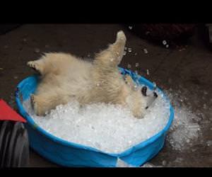 polar bear playing in an ice pool Funny Video