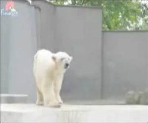 Polar Bear Dance Video
