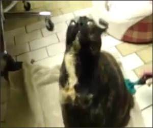 Posessed Evil Cat Funny Video