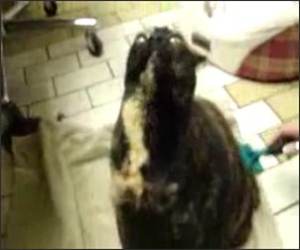 Posessed Cat Funny Video