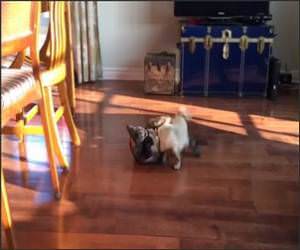 Pug Vs Cat Battle Funny Video