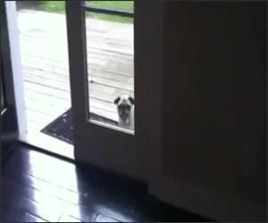 Pug Vs Open Door Funny Video