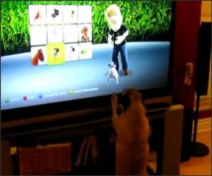 Pug Vs Video Pug  Funny Video