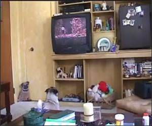Pug Watching Movie Funny Video
