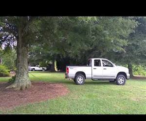 pulling a tree down using a truck Funny Video