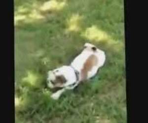 Puppies Rolling Down Hills Funny Video