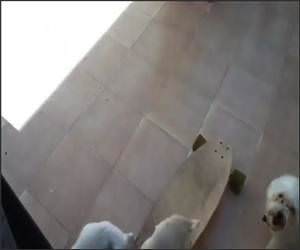 Puppies Skateboarding Funny Video