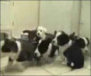 Puppies Chase Matrix Cat Video