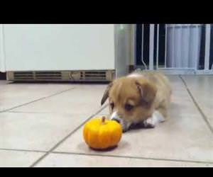 puppy fighting a pumpkin Funny Video