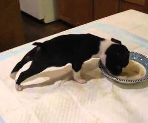 Puppy Funny Way of eating Funny Video