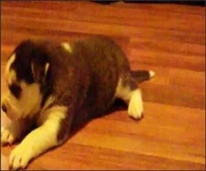 Puppy learning to Howl Funny Video