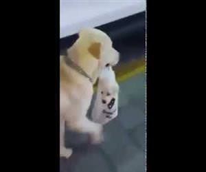 puppy transporter Funny Video