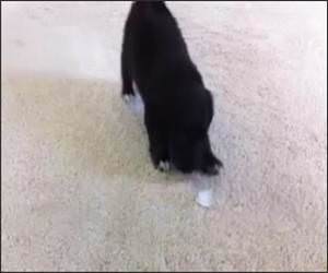 Puppy Vs Ice Cube Funny Video