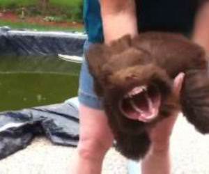 Puppy Vs Leaf Blower Funny Video