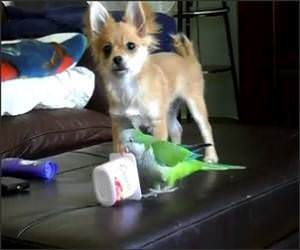 Puppy Vs Parrot Funny Video