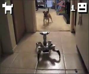 Puppy Vs Robot Funny Videos
