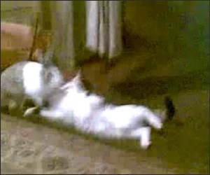 Rabbit Vs Cat Funny Video