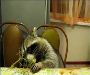 Racoon Eating Grapes Funny Video