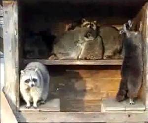 Raving Racoons Funny Video