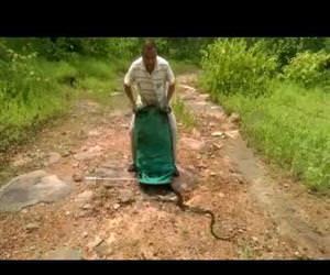 releasing 285 snakes at once Funny Video