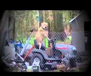 reporter notices dog riding lawnmower Funny Video