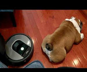 roomba vs a bulldog Funny Video