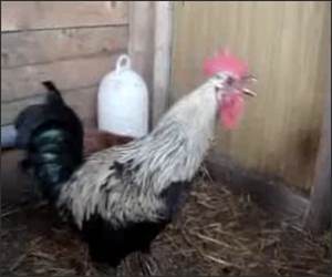 Rooster lungs Funny Video