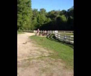 Running of the Goats Funny Video