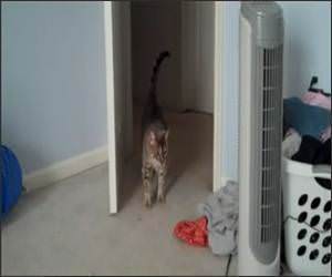 Scaredy Cat Funny Video