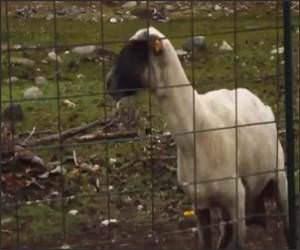 Screaming Sheep Funny Video