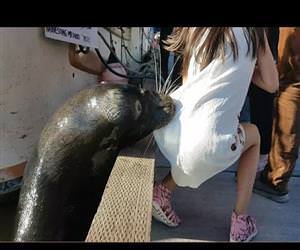 sea lion pulls a girl into the water Funny Video