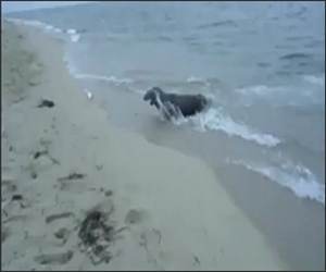 Seal stole his fish Funny Video