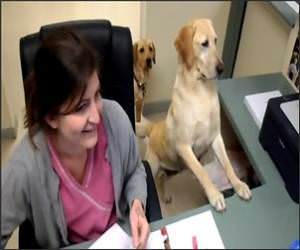 Secretary Dog Funny Video