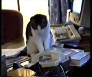 Cat Answering Service Funny Video