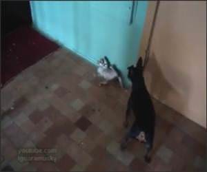 Security Cat Funny Video