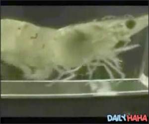 Shrimp Running Treadmill Video