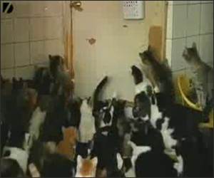 Siberian Cat Lady Video