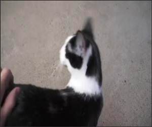 Signs your cat is a dog Video