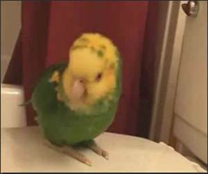 Another Singing Parrot