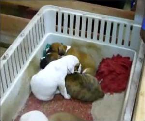 Singing Puppies to Sleep