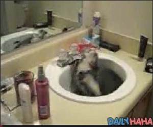 Sink Playing Cat Funny Video