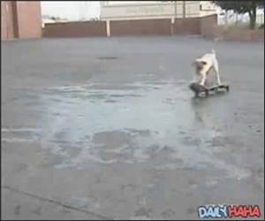Skateboarding Tricks Dog