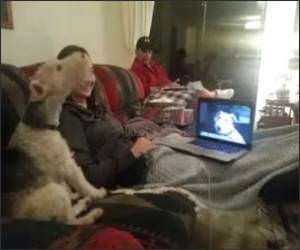 Skyping Dogs Funny Video