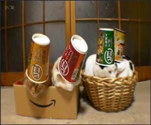 Sleeping cats in hats Funny Video