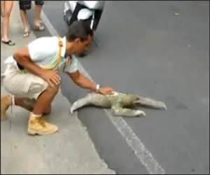 Sloth Can Fly Funny Video