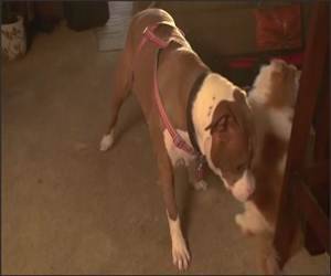 Slow Motion Dog Vs Cat