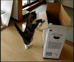 Slowmo Maru Funny Video